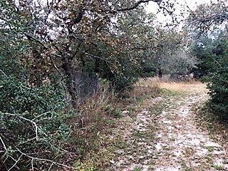 wood area with trails