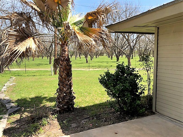back yard